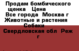 Продам бомбического щенка › Цена ­ 30 000 - Все города, Москва г. Животные и растения » Собаки   . Свердловская обл.,Реж г.